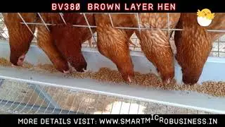 Bv380 Hen Specifications