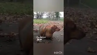 Даже пёс смог похудеть