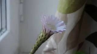 Cactus flower opening - time lapse