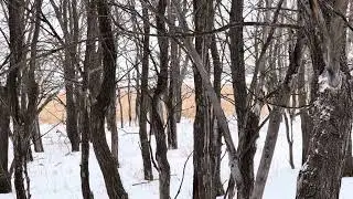 Big Country Bison Hunting