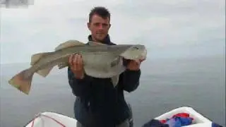 Morue Best off 2008 Kabeljauw !!!!