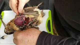 How to debreast a woodcock (graphic)