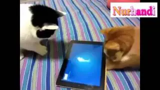 video paling lucu kucing mainan ipad