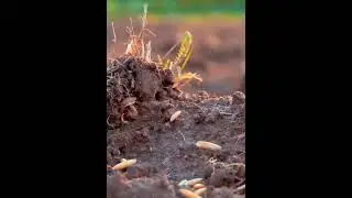 О предках правда
