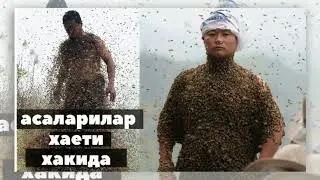 Асаларилар хаёти
