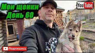 Мои щенки ЗСЛ день 60 Удмуртия Воткинск