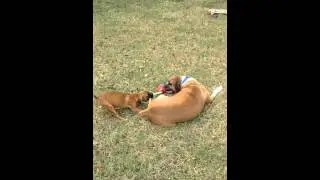 Early and Emmy Lou play tug of war!