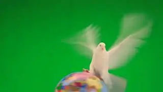 Pigeon Green Screen Video | Green Screen Flying Pigeon On Globe | Green Screen Pigeon