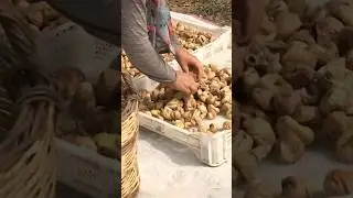 Ürünlerimiz Avrupa'dan dönmeye devam ediyor: Kuru incirlerde yüksek oranda aflatoksin tespit edildi!