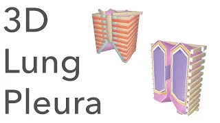 3D Tour of the Lung Pleura