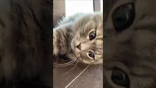 scottish fold cat meowing and funny moments 