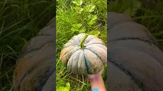 Farm's First Pumpkin Harvest REVEAL! 🌿🍂 #FarmFreshSurprise #Pumpkin #shorts