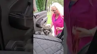 Puppy Carrier Test:  Success! #shorts #dogtravel