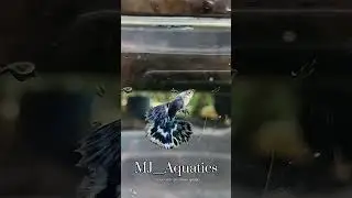 Ivory purple hm ✨ guppies | whatsApp status #fish #guppyvalarthal