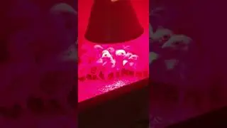 Shamo hint brazil