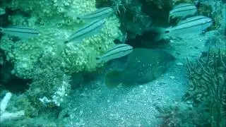 Whitespotted Soapfish, 