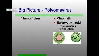 Vir_S19 Lecture 17
