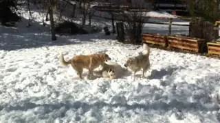 Anna, Shoshanna and Casper