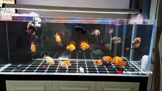 Ranchu Goldfish 🐠🐟goldfish🙂Beautiful Ranchu 😳😳#Goldfish 🐠🐠