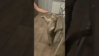 Фидель выучил команду "медведь"! 😁 #cats