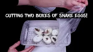 Cutting Two Boxes of Ball Python Eggs!  Five Genes Possible!