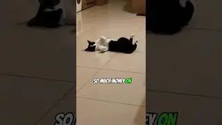 Is Your Cat Like This?  😹 #rescuekitty #kitten #cat #catshorts