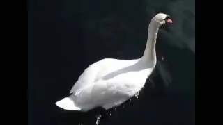 Swan at Heron Cove