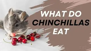 What Do Chinchillas Eat?