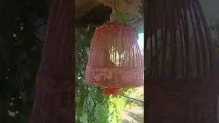 узинггиз бахо беринг