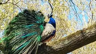 peacock, peafowl