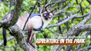 Pawsome Adventure🌟Siamese Cat Takes on the Park!
