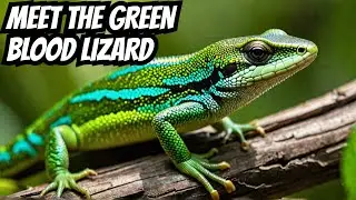 Discover the AMAZING Green Blooded Skink Prasinohaema virens