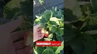 Сорт клубники Ания , Аня.  #strawberry #сад #огород #рассадаклубники#клубника