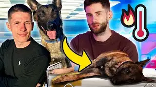 Coup de CHALEUR: Seven le Malinois FRÔLE la mort! Les erreurs à éviter.