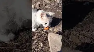 ты не ты, когда голоден #юмор #прикол #кошка #shorts
