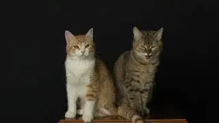 Peter and Penny