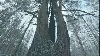 Футаж  Зимний лес