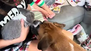 Boxer Meets Bunny