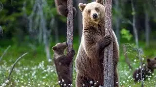 Karma of Russia. Tarot reading