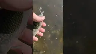 На рыбалке выпускаю рыбу №3 #fishing #рыбалка #рыба #fish