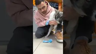 Для культи Сшил носочек. У щенка нет лапки.