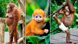 Funny Monkey Compilation 😍😍😍 Cute Animals Videos.