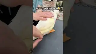 Billy makes a 💩 during the visit!😟