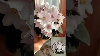 SL Чебурашка. Фиалки у Алисы.