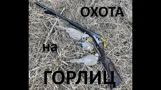 Охота на горлиц (Ростовская область, МР-43 20 калибра, патроны СКМ). Turtle Dove Hunting