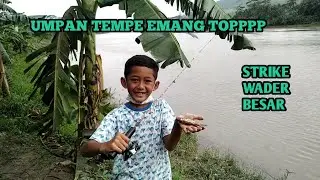 mancing umpan tempe strike wader besar