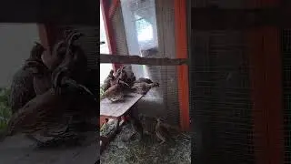 5 months old Bob White Quails
