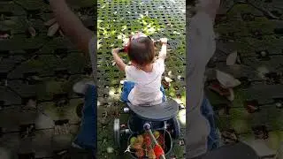 Kring kring ada sepeda ||3 wheel bike #short