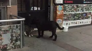 KÖPEK, KEDİNİN EVDEN UZAKLAŞMASINI İSTEMİYOR!!   BU GÖRÜNTÜLER İNANILMAZ !
