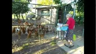 La raccolta delle uova nel pollaio familiare